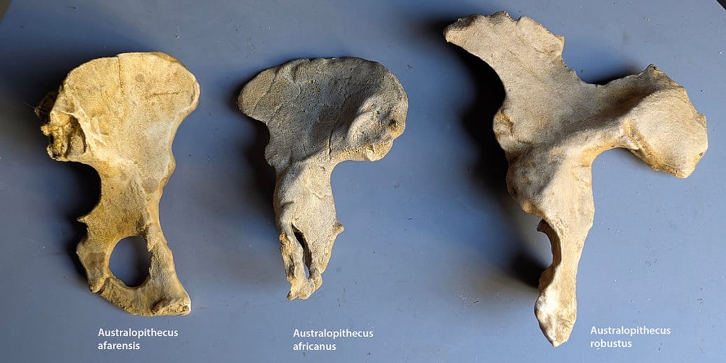 Moulage : os coxal Australopithecus Afarensis/Africanus/Robustus
