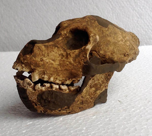 Moulage : Aegyptopithecus zeuxis