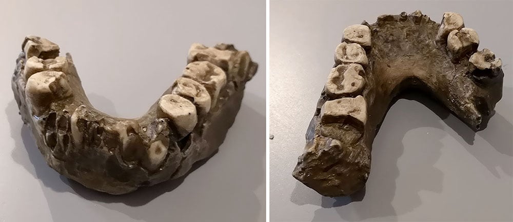 Moulage : mandibule Australopithecus aethiopicus