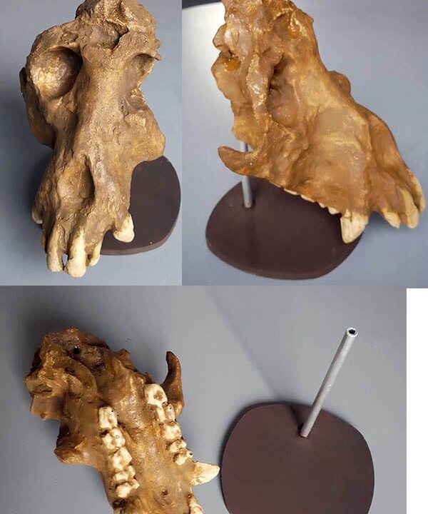 Moulage : Afropithecus turkanensis