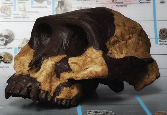Moulage : crâne d' Australopithecus afarensis Al-333