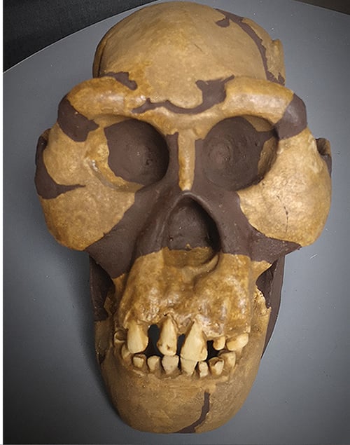 Moulage : Australopithecus afarensis Al-444