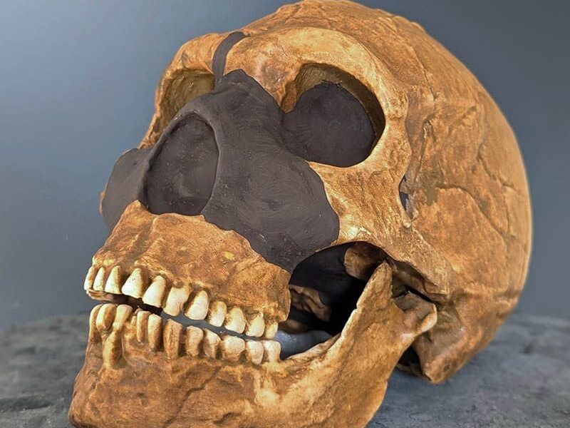 Moulage de crâne d’hominine sur socle