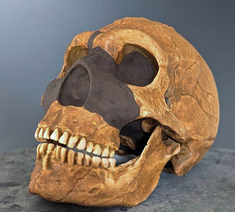 Moulage : Néandertal Amud 1