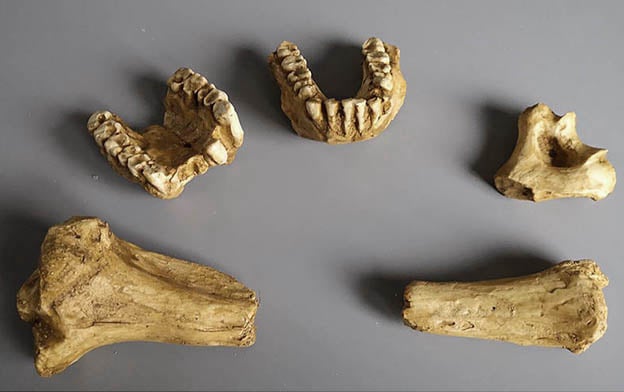 Moulage : os Australopithecus Anamensis