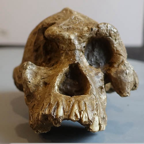 Moulage : crâne d'Australopithecus anamensis