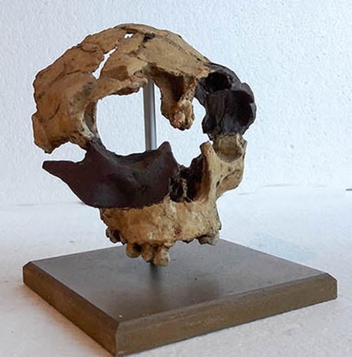 Moulage : crâne d'Homo Antecessor enfant de la Gran Dolina