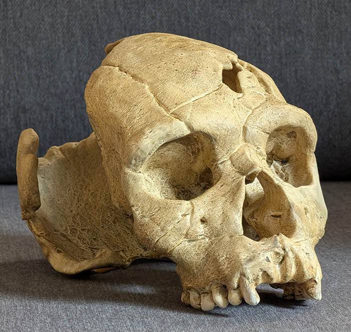 Moulage : crâne homo heidelbergensis atapuerca 17