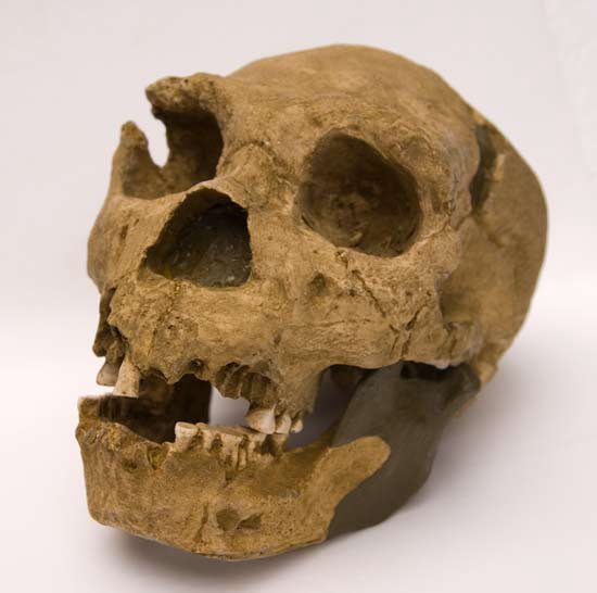 Moulage : crâne homo heidelbergensis atapuerca 5