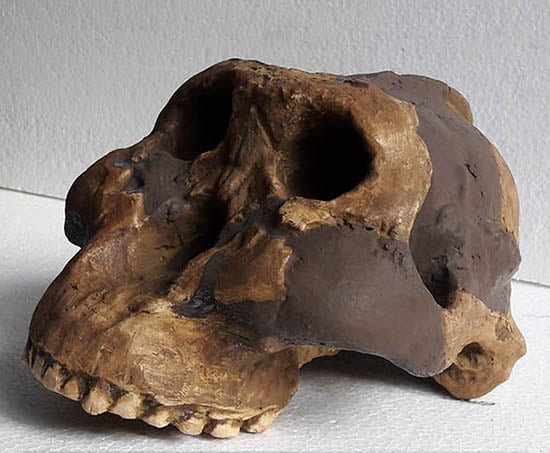 Moulage : crâne d'Australopithecus Boisei OH 5