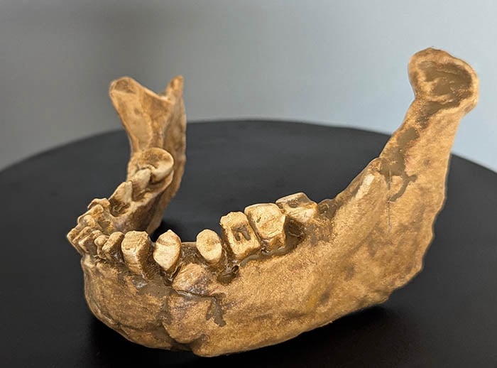 Moulage : mandibule Sapiens Homme de Banyoles