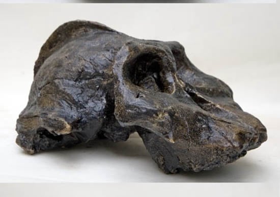 Moulage : crâne d'Australopithecus aethiopicus