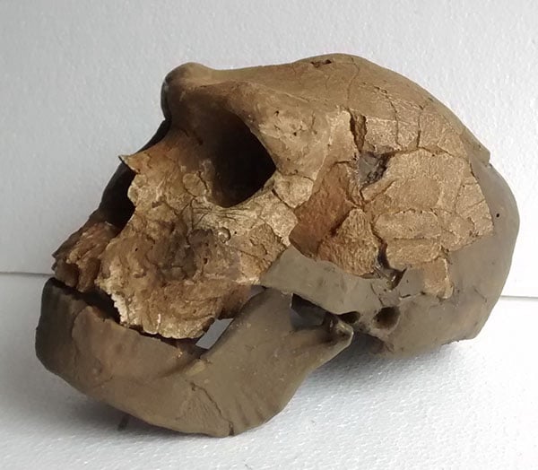 Moulage : Homo Sapiens Archaïque BODO