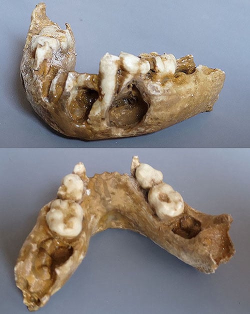 Moulage : mandibule Australopithecus (Paranthropus boisei) KNM-ER 1477