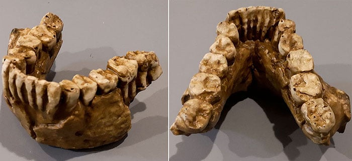 Moulage : mandibule Australopithecus (Paranthropus boisei) KNM-ER 3230