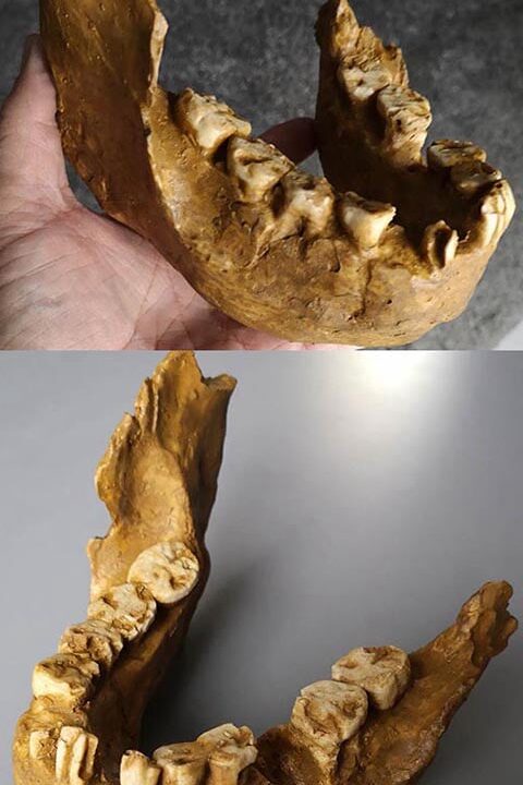 Moulage : mandibule Australopithecus (Paranthropus boisei) KNM-ER 729