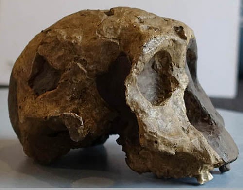 Moulage : Australopithecus (Paranthropus boisei) Femelle KNM-ER 732