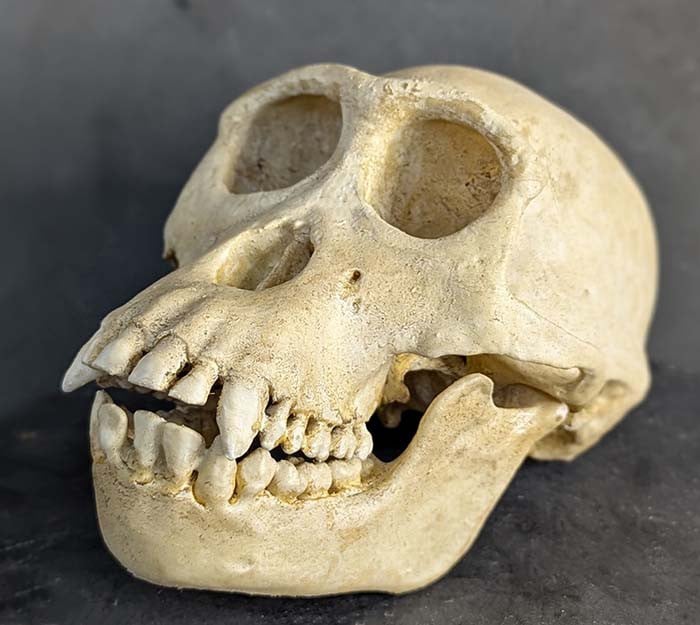 Moulage : crâne de Bonobo