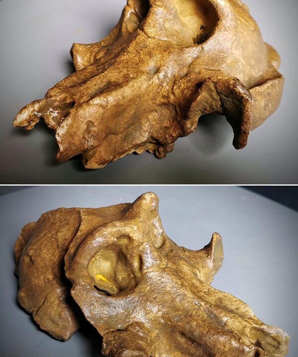 Moulage : crâne de Theropithecus brumpti