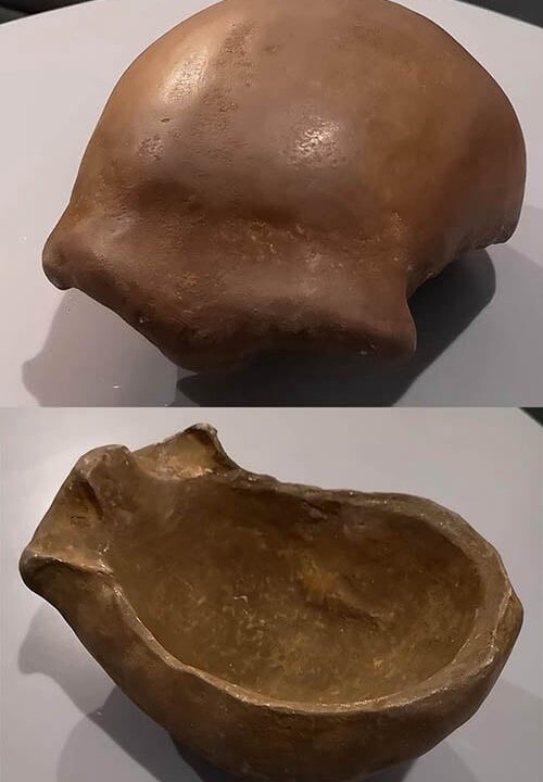 Moulage : crâne de Neander