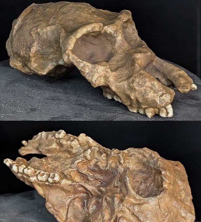 Moulage : crâne Cercopithecoides kimeui
