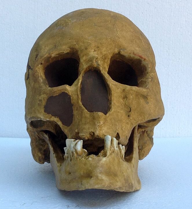 Moulage : crâne homo sapiens L'Homme de Chancelade