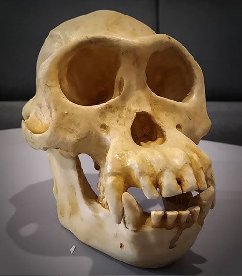 Moulage : crâne de chimpanzé