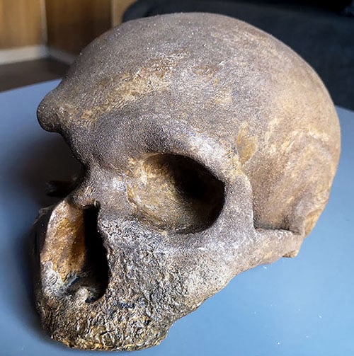 Moulage : crâne Néandertal Guattari 1