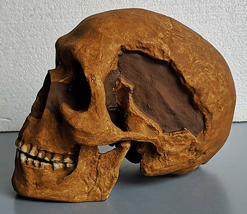 Moulage : crâne homo sapiens L'Homme de Combe-Capelle