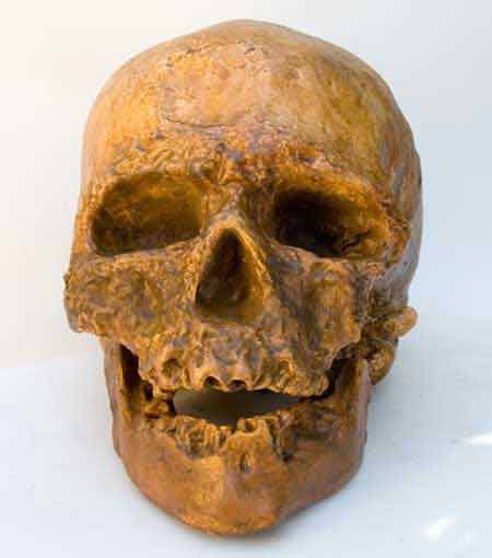 Moulage : crâne Homo sapiens Cro Magnon 1868 Les Eyzies