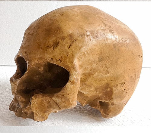 Moulage : crâne Homo sapiens Cro Magnon 2 femme Les Eyzies