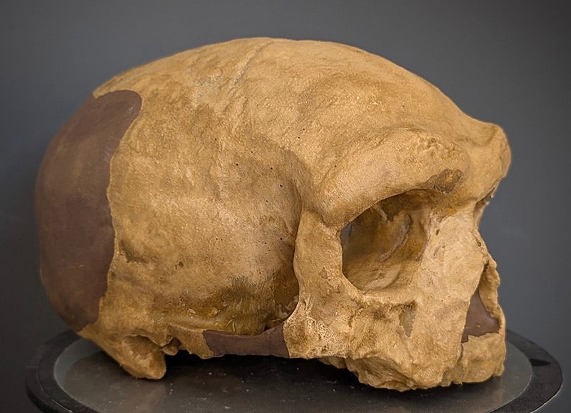 Moulage : crâne d'Homo Daliensis Homme de Dali