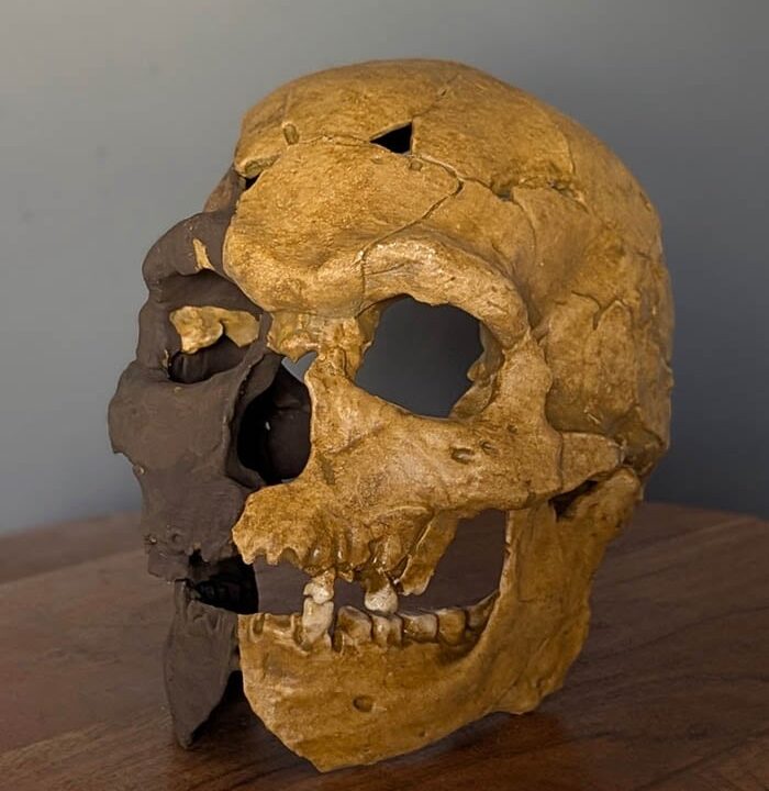 Moulage : crâne sapiens Dar-Es-Soltane II H5
