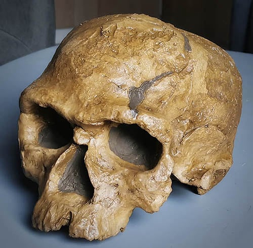 Moulage : Homo sapiens archaïque Djebel Irhoud 1