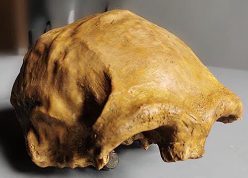 Moulage : crâne d'Homo Erectus Dmanisi 1 D2280