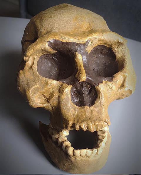 Moulage : crâne d'Homo Erectus Dmanisi 2 D2282