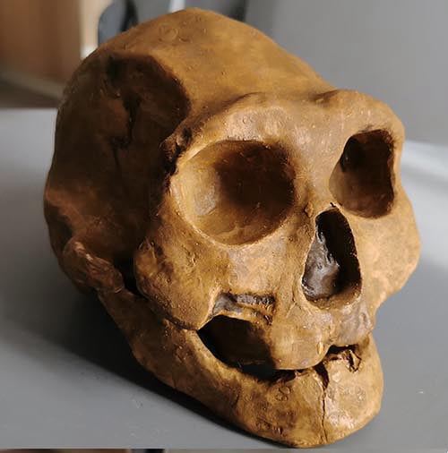 Moulage : crâne d'Homo Erectus Dmanisi 4 D3444