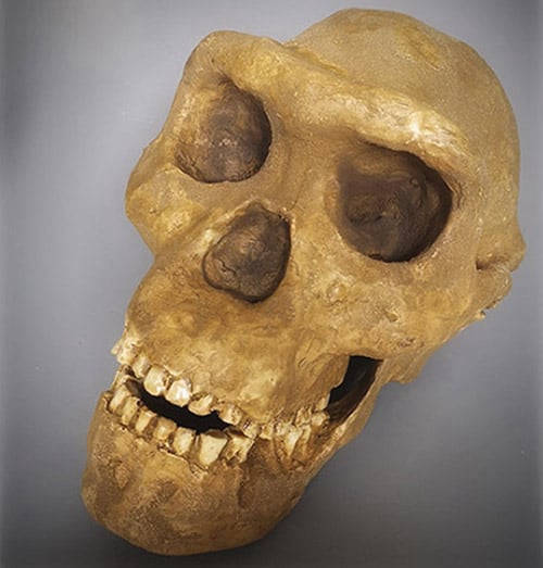 Moulage : crâne d'Homo Erectus Dmanisi 5 D4500