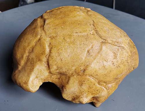 Moulage : crâne de Néandertalien Ehringsdorf