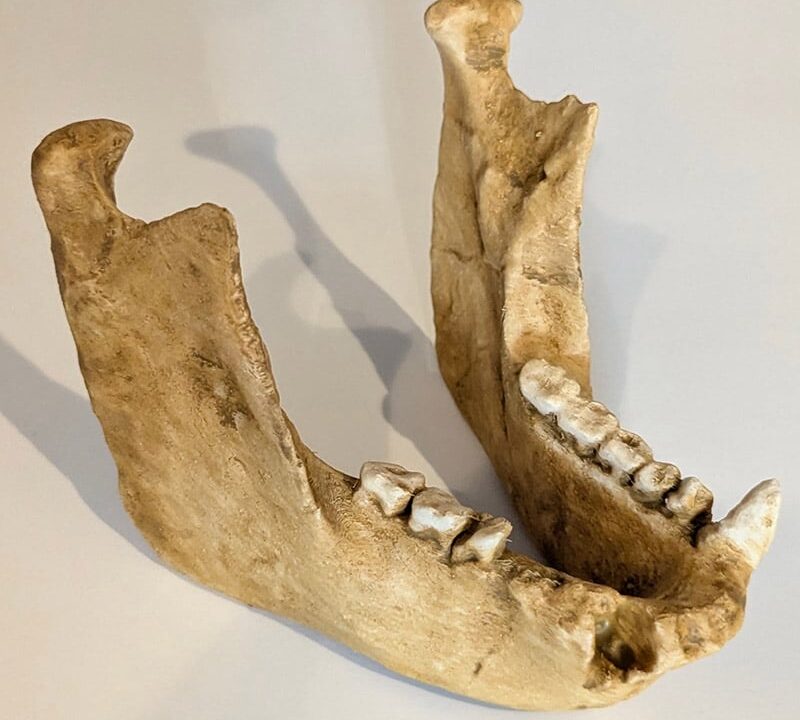 Moulage : Proconsul Ekembo nyanzae