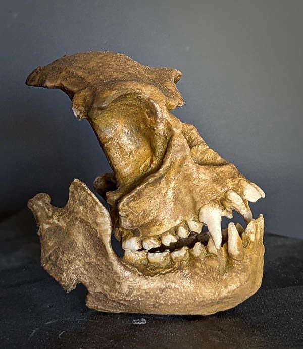 Moulage : Epipliopithecus vindobonensis