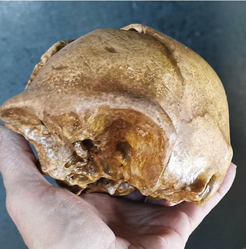 Moulage : crâne jeune homo erectus KNM-ER 42700