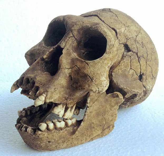 Moulage : crâne d'Homo Erectus Georgicus Dmanisi 3 D2700