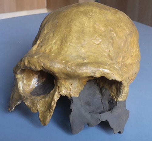 Moulage : crâne Homo ergaster KNM ER 3883