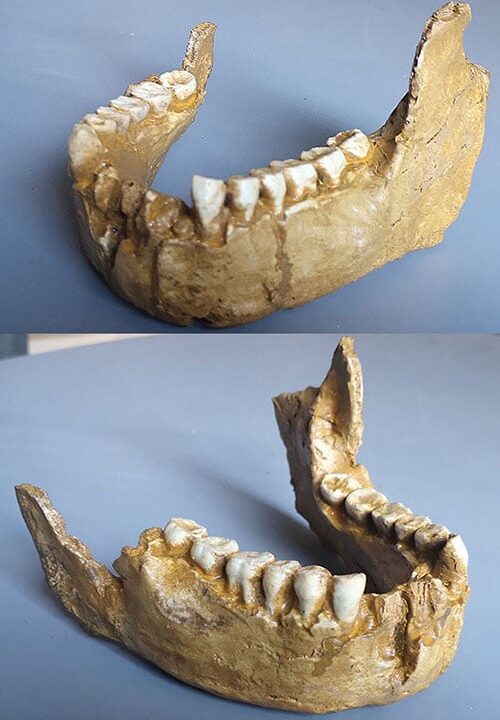 Moulage : mandibule Homo erectus ERGASTER KNM-ER 992