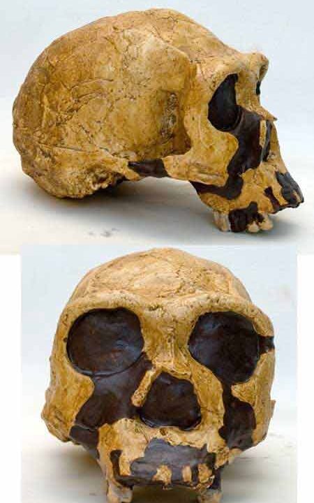 Moulage : crâne Homo ERGASTER KNM-ER 3733