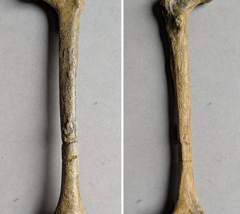 Moulage : fémur Erectus KNM-ER 1481