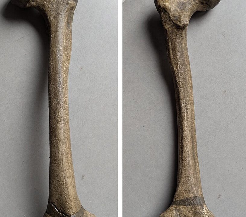 Moulage : fémur Neandertal