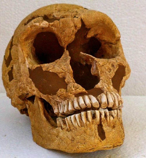 Moulage : crâne Neandertal l'homme de la Ferrassie