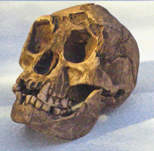 Moulage : crâne Homo floresiensis Homme de Flores